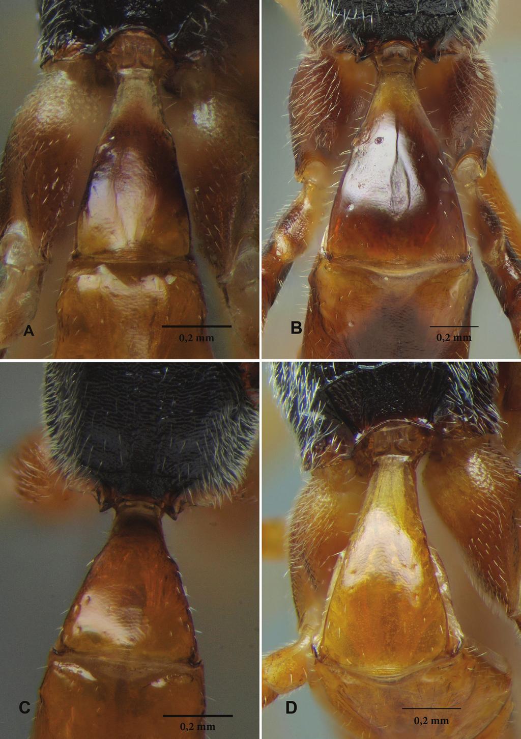 98 Santiago Bordera & Ilari E. Sääksjärvi / Journal of Hymenoptera Research 29: 83 118 (2012) Figure 4.