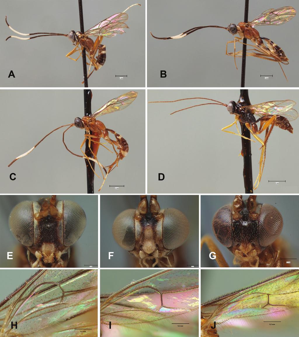 110 Santiago Bordera & Ilari E. Sääksjärvi / Journal of Hymenoptera Research 29: 83 118 (2012) Figure 9. Tamaulipeca spp.: A T. candoshi sp. n., habitus, lateral, (holotype) B T. bora sp. n., habitus, lateral, (paratype) C T.
