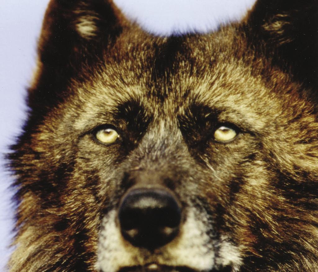 Although we will never see numbers that high again, wild wolves have made a remarkable comeback over the past 50 years.