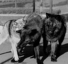 Luna, Raven and Magpie had lots of fun playing in a Colorado Springs tennis court. Photo by Tracy Ane Brooks.