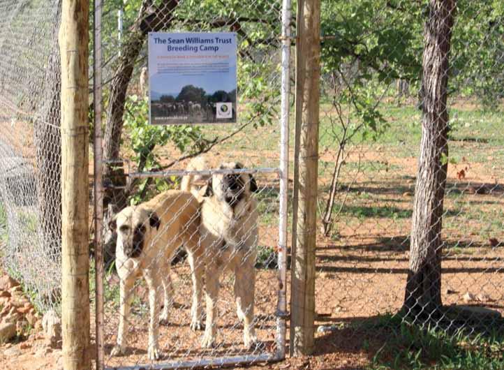 Trust. Rox has provided excellent litters of Anatolian Livestock Guarding Dogs in the past and the logical thing to do was to establish a formal partnership.