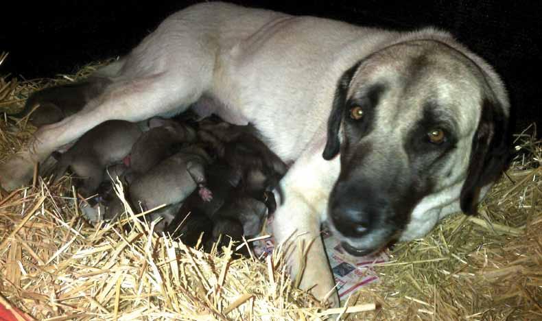 BREEDING CHAMPS Mercedes, one of our Anatolian shepherd breeding dogs, gave birth to a litter of 10 puppies on 7 August.