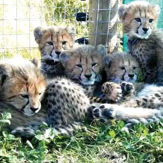 Three cubs, Innis (m), Jura (m) and Kerrera (f) were born on 16 June.