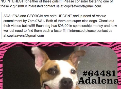 Ok, I see a dog that I would like to rescue. What do I do next? If you see a dog that you would like to rescue, please contact a director ASAP!