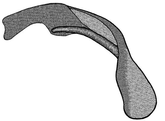 Dorsocentrals 9; acrostichals 16, all decumbent starting close to antepronotum; prealars composed of 3 posterior and 4 anterior setae; supraalar 1. Scutellum with 4 setae. Wing (Figure 4).