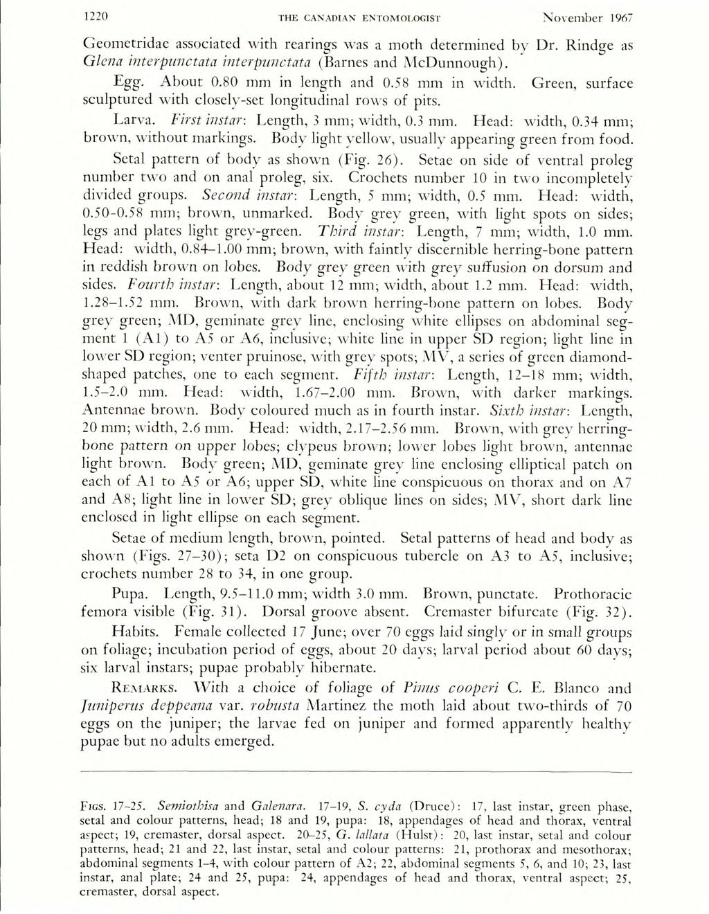 1220 THE CANADIAN ENTOMOLOGIST November 1967 Geomctridac associated with rearings was a moth determined by Dr. Rindge as Glena interpunctata interpunctata (Barnes and McDunnough). Egg. About 0.