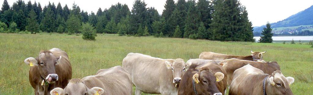 Year round grazing systems and