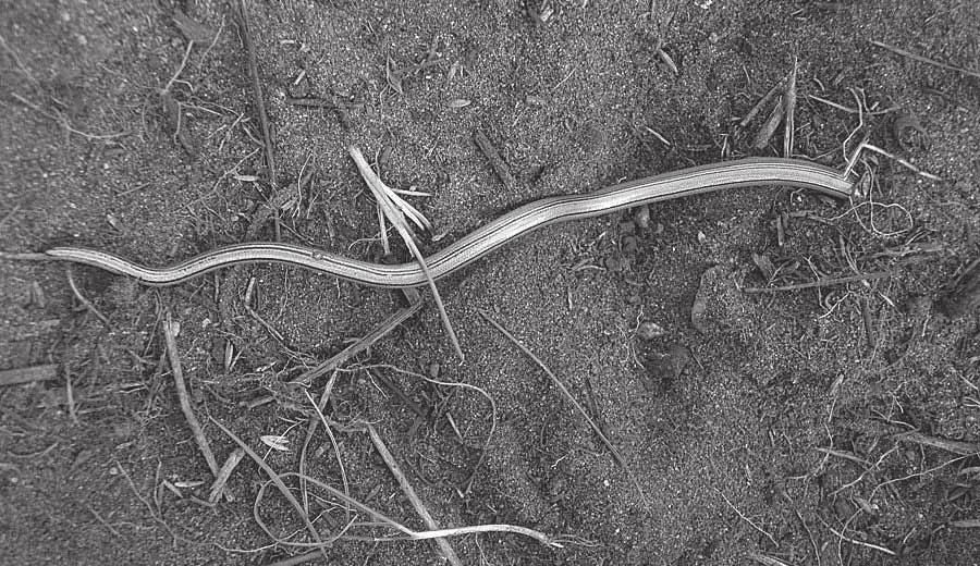 California Legless Lizard By Jean Wheeler Ph.D. Photo by Pat Brown This lizard unearthed by our Wonderful Weekend Weed Warriors on January 2 is difficult to recognize as a lizard!