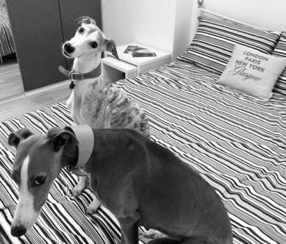 Submitted by Lynnette Fitch Brash As many of you already know, Edward and I and our two whippets, Nev (Glasnevin) & RiRi (Dalriada), are currently residing in Glasgow, Scotland, while