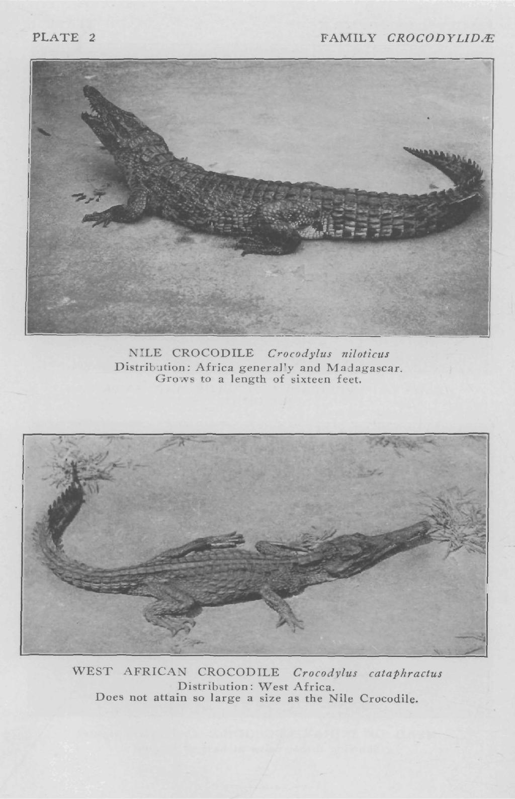 PLATE 2 FAMILY CROCODYLID/E ~ILE CROCODILE Crocodylus nilotictls Distribution: Africa generally and Madagascar.