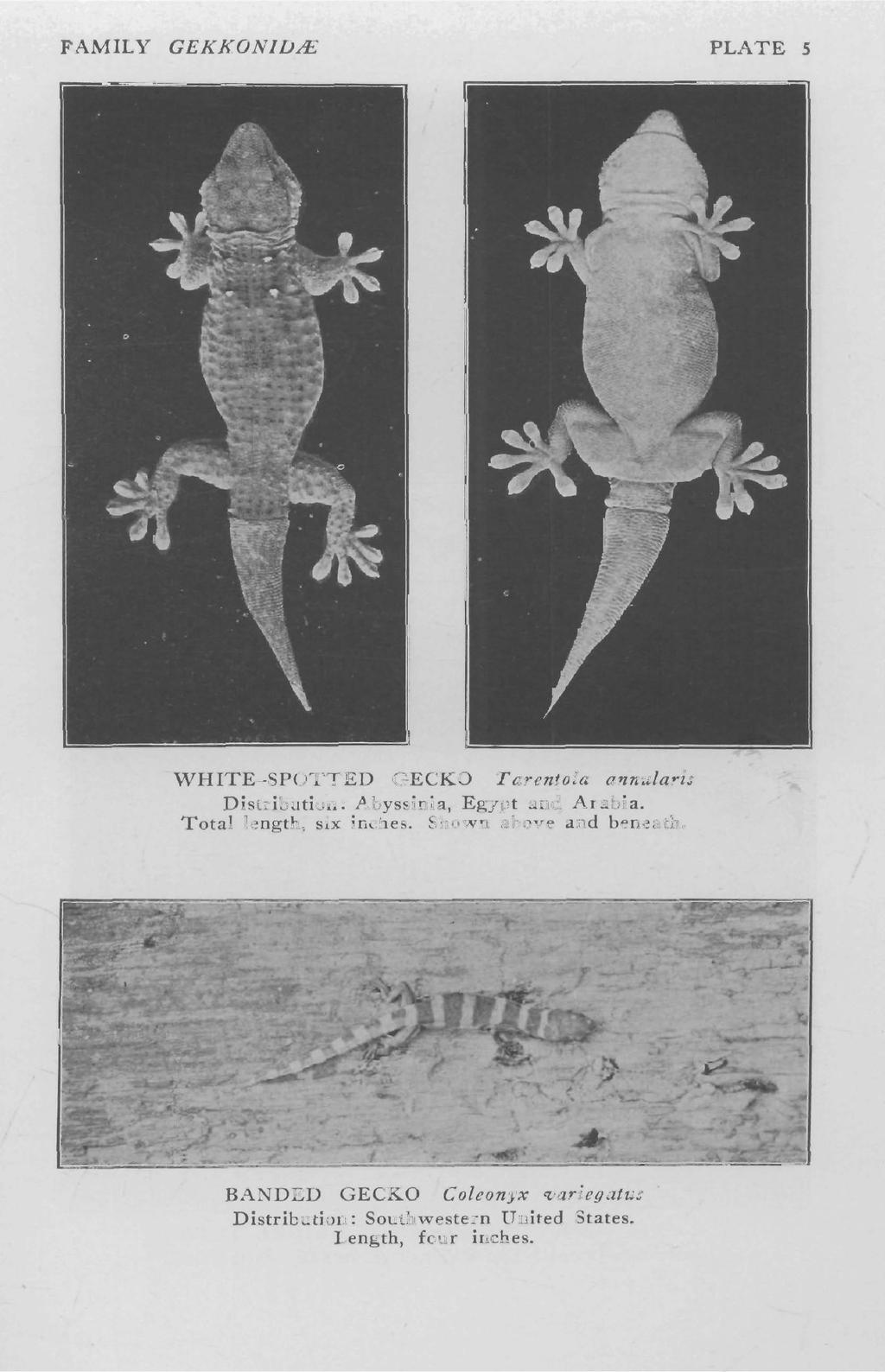 FAMILY GEKKONID/E PLATE 5 WHITE-SPOTTED GECKO T arentola annularis Distribution: Abyssinia, Egypt and Arabia.