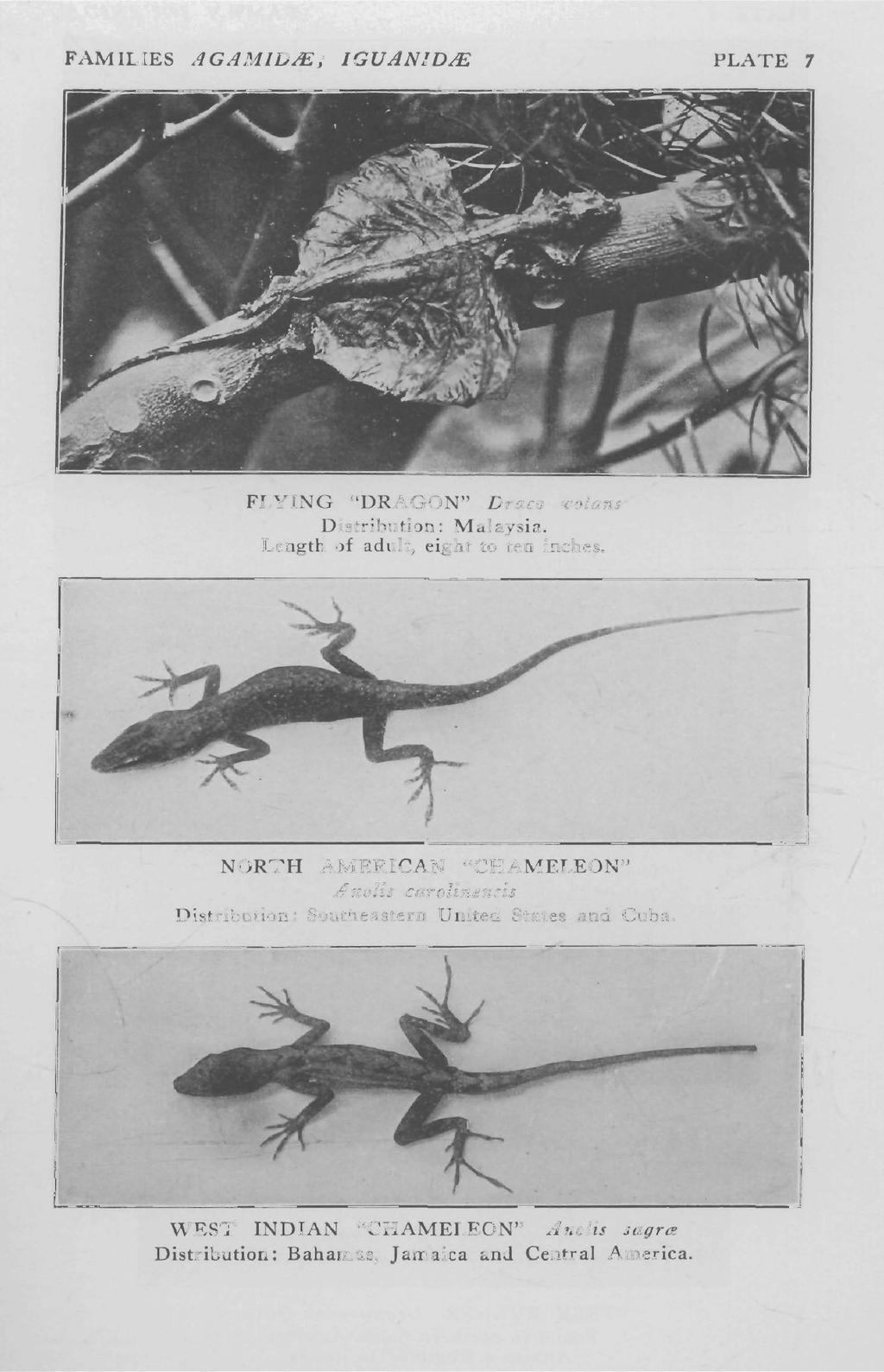 FAMILIES AGAMID.!E J ' IGUANID.!E PLATE 1 FLYING "DRAGON" Draco 'ljolans Distribution: Malaysia. Length of adult, eight to ten inches.