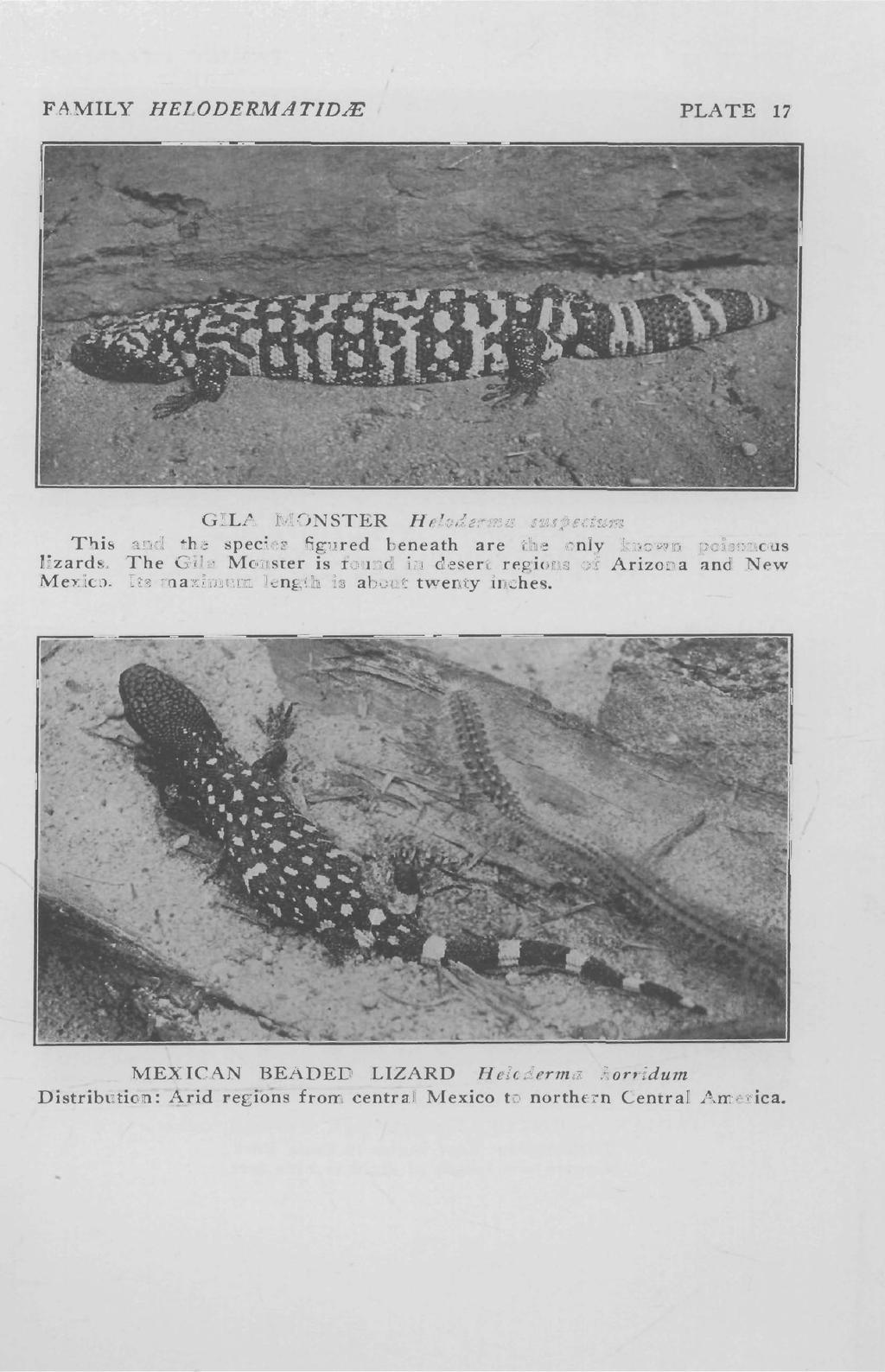 FAMILY HELODERMATID.lE PLATE 17 GILA MONSTER Heloderma suspectum This and the species figured beneath are the only known poisonous lizards.