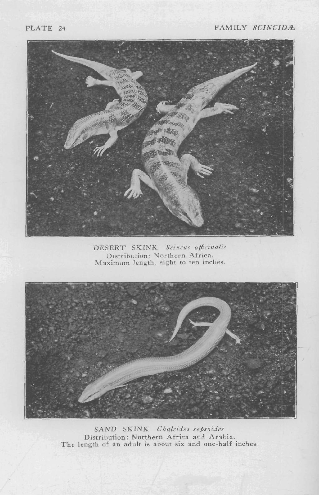PLATE 24 FAMILY SCINCIV.i:. DESERT SKINK Scincus officinalis Distribution: Northern Africa. Maximum length, eight to ten inches.