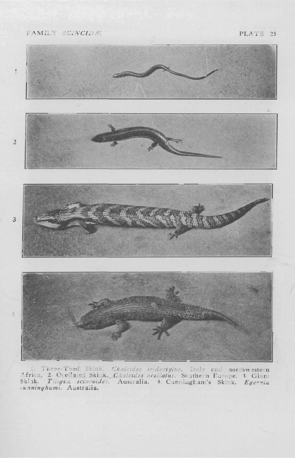FAMILY SCINCID/E PLATE 25 2 3 1. Three-Toed Skillk. Chalcides tridactylus. Italy and northwestern Africa. 2. Ocellated Skink.