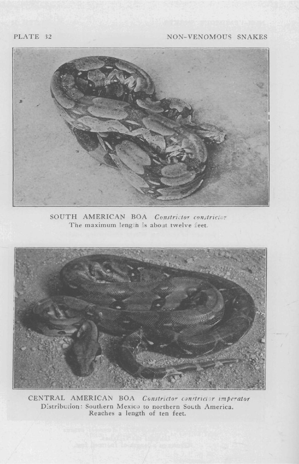 PLATE 32 NON-VENOMOUS SNAKES SOUTH AMERICAN BOA Constrictor constrictor The maximum length is about twelve feet.