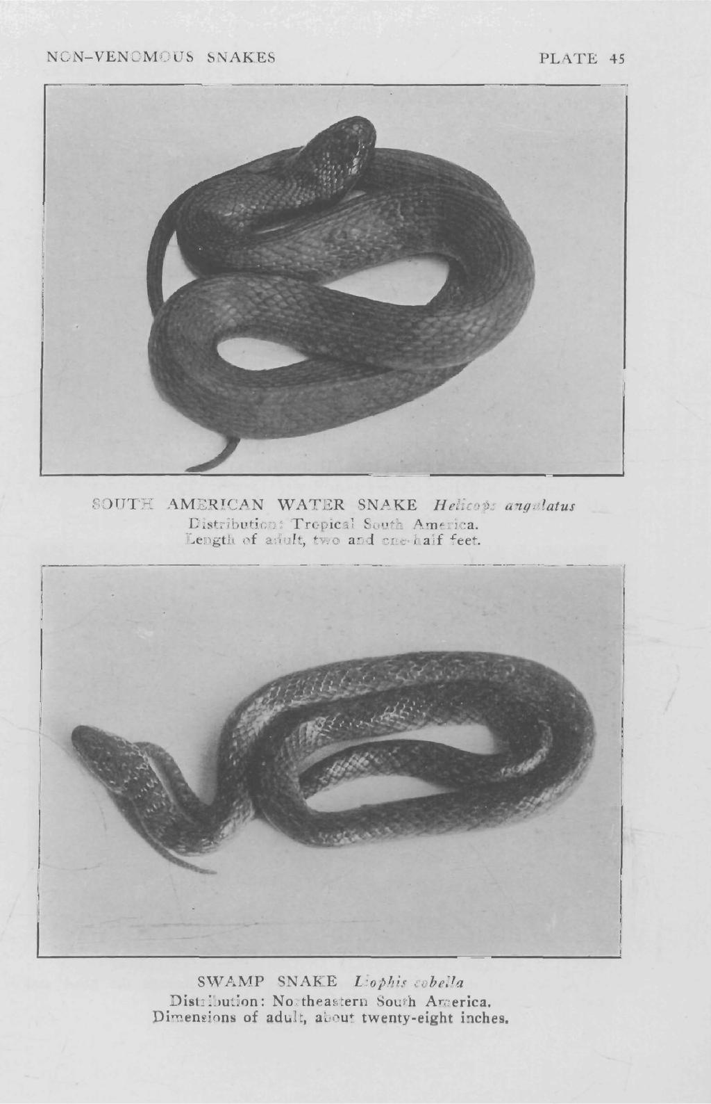 NON-VENOMOUS SNAKES PLATE 45 SOUTH AMERICAN WATER SNAKE Helicops angulatus Distribution: Tropical South America.