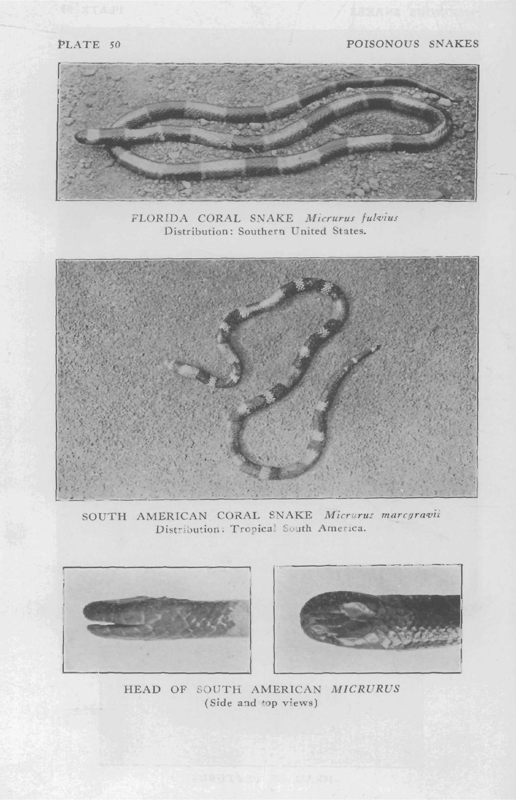PLATE 50 POISONOUS SNAKES FLORIDA CORAL SNAKE Micrurus julvius Distribution: Southern United States.