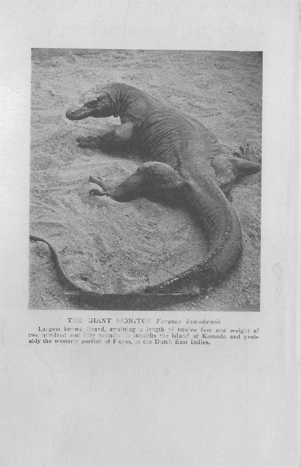 THE GIANT MONITOR Vaanlts komodamsis Largest known lizard, attaining a ledgth of twelve feet and weight of two hundred