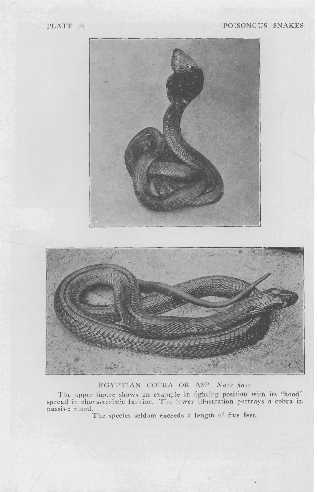 PLATE 54 POISONOUS SNAKES EGYPTIAN COBRA OR ASP Naja ha;e The upper figure shows an example in fighting position with its "hood" spread
