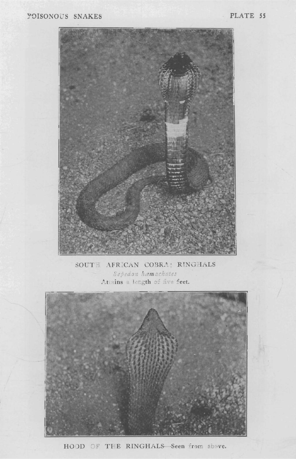 ~'0ISONOUS SNAKES PLATE S5 SOUTH AFRICAN COBRA; RINGHALS Seprdon