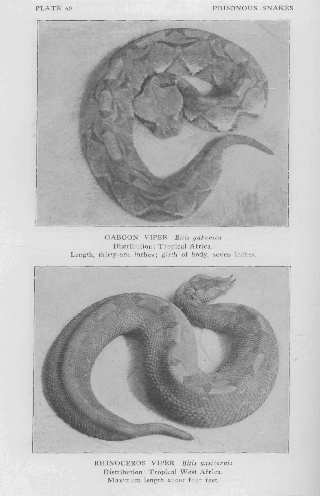 PLATE; 60 POISONOUS SNAKES GABOON VIPER Bitis gabonica Distribution: Tropical Africa.