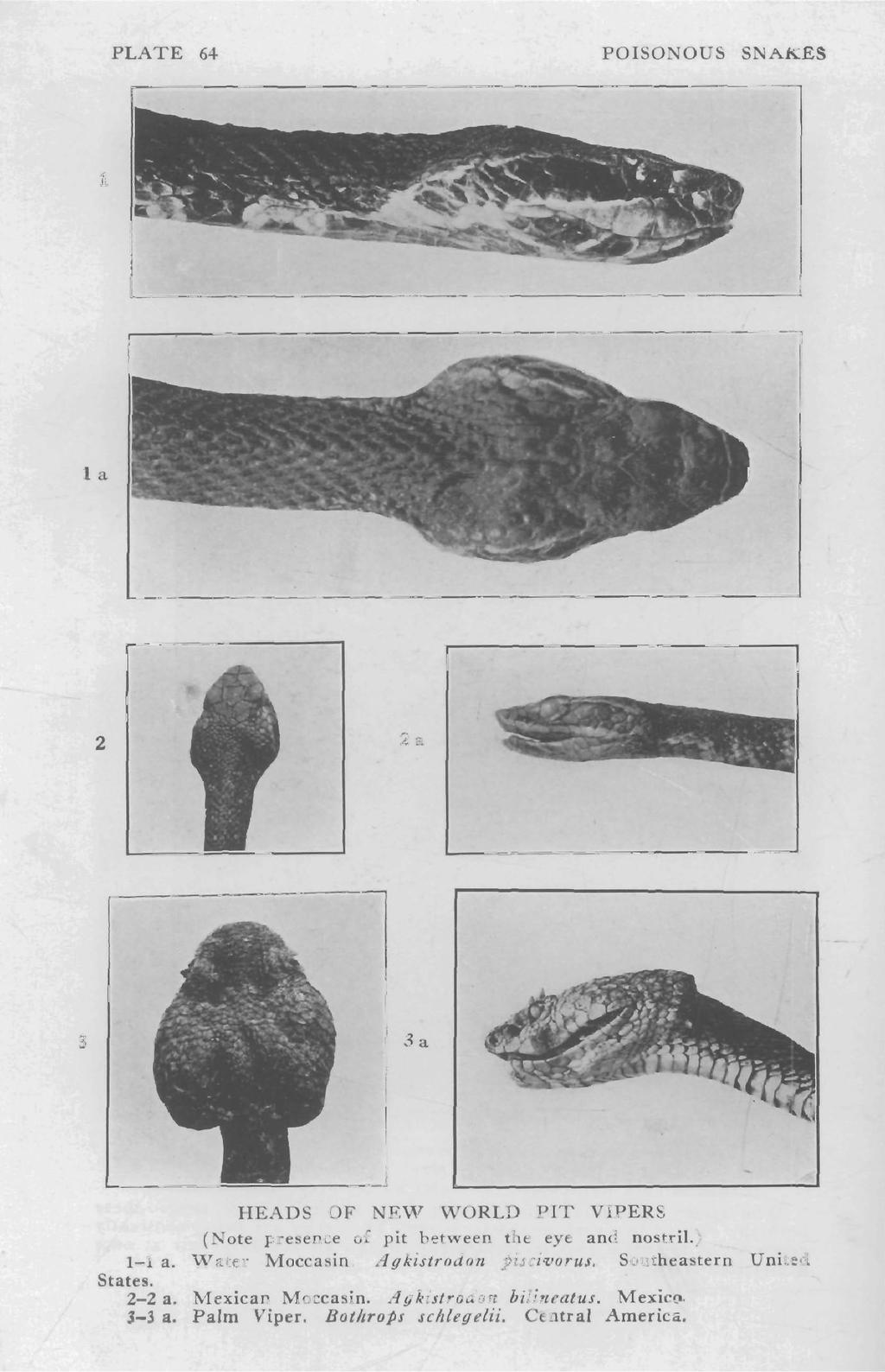 PLATE 64 POISONOUS SNAKES 1 1 a 2 2a 3 3a HEADS OF NEW WORLD PIT VIPERS (Note presence of pit between the eye and nostril.) 1-1 a. Water Moccasin.