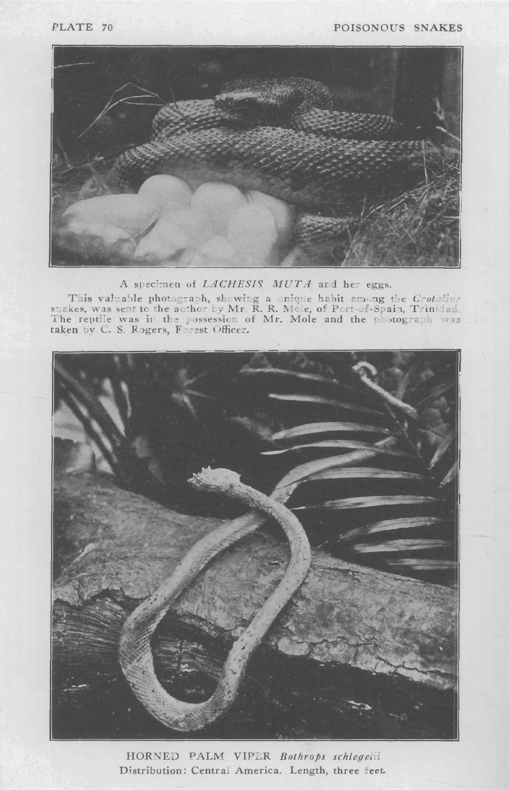 PLATE 70 POISONOUS SNAKES A specimen of LACHESIS MUTA and her eggs. This valuable photograph, showing a unique habit among the Crotalin/" snakes, was sent to the author by Mr. R.