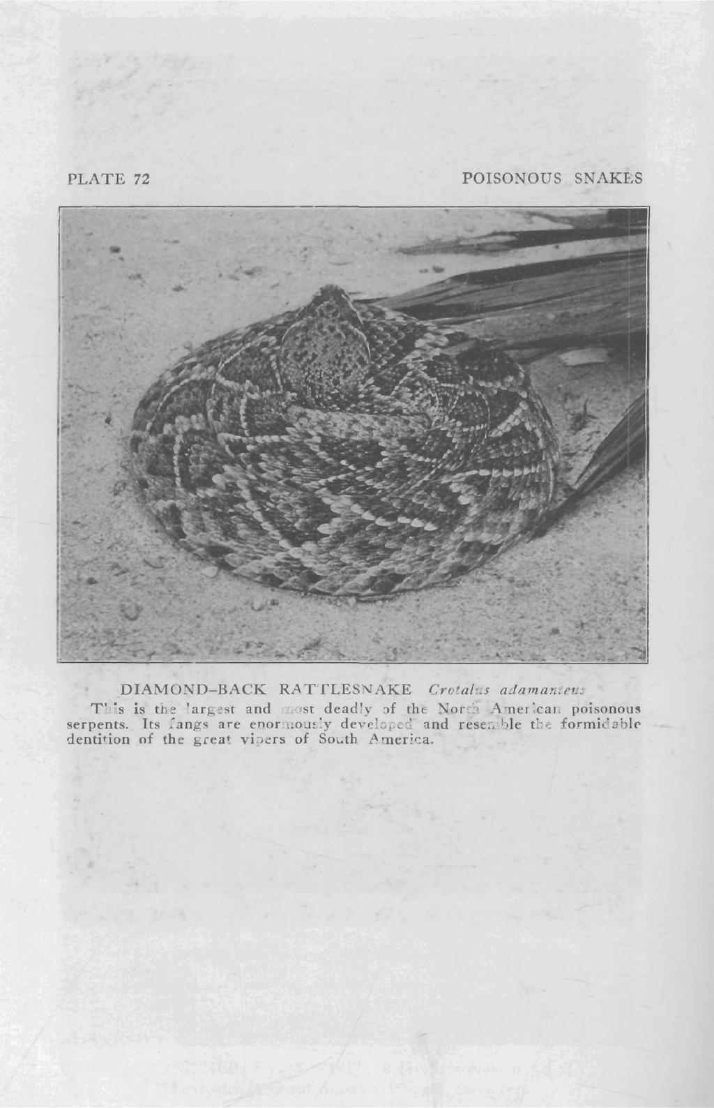 PLATE 72 POISONOUS SNAK};S DIAMOND-BACK RATTLESNAKE Crotalus adamanteus This is the largest and most deadly of the North American