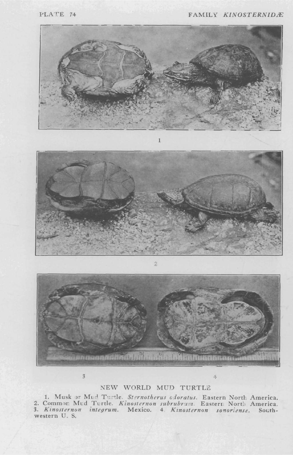 l'late 74 FAMILY KINOSTERNIDIE 1 2 3 4 NEW WORLD MUD TURTLE 1. Musk or Mud Turtle. Sternotherus odoratus. Eastern North America. 2. Common Mud Turtle.