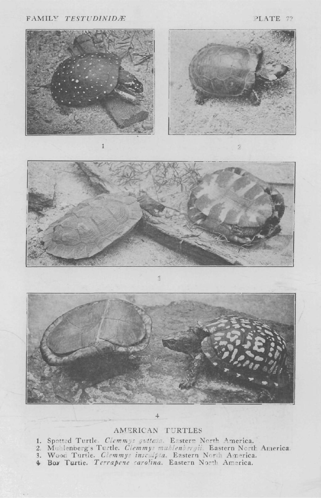 FAMILY TESTUDINIDiE PLATE 77.! -~':"*- I'... #... 2 3 4- AMERICAN TURTLES 1. Spotted Turtle. Clemmys guttata. Eastern North America. 2. Muhlenberg's Turtle.