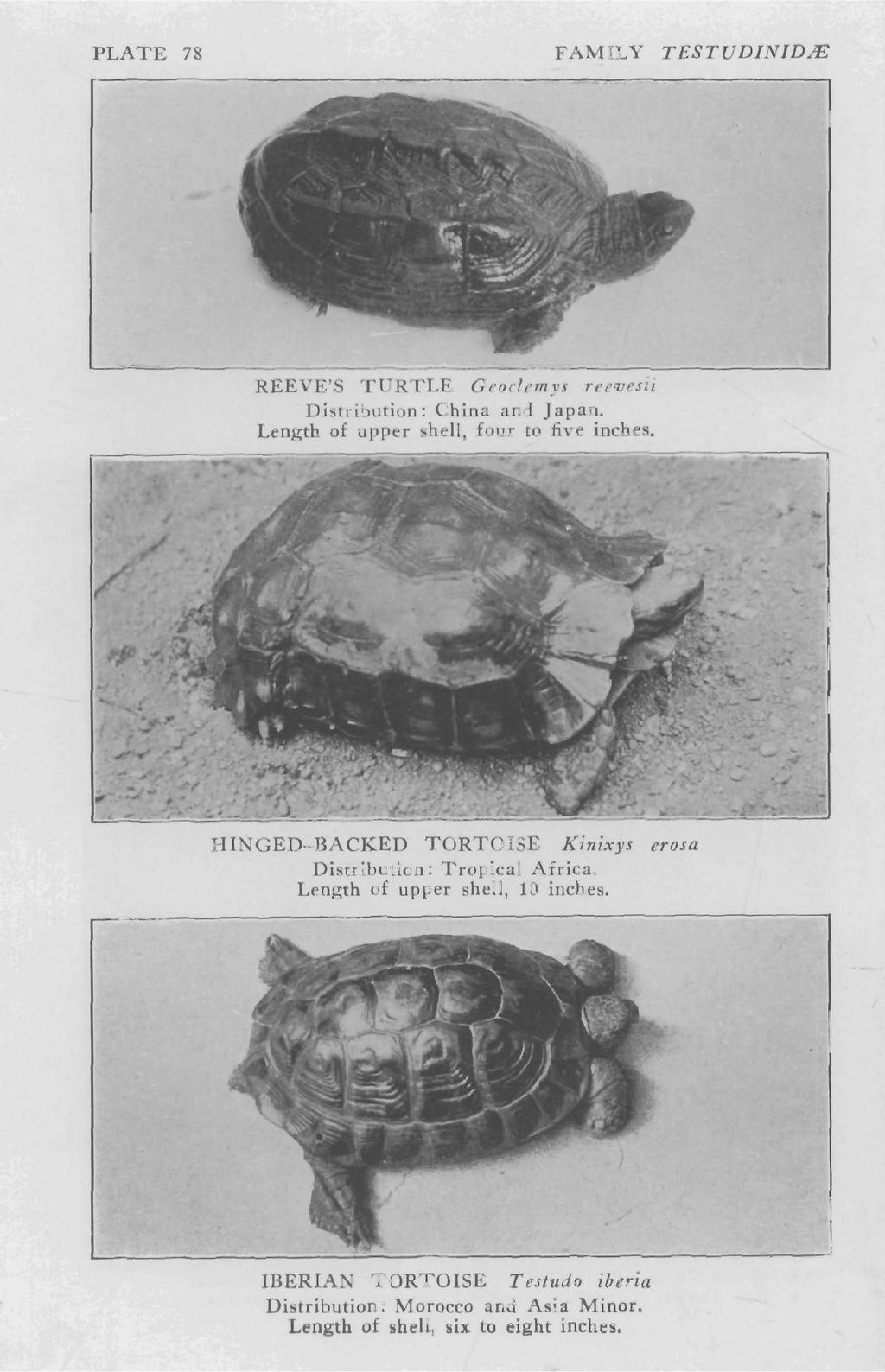PLATE 78 FAMILY TESTUDINID.lE REEVE'S TURTLE Ceocll'mys ree'vesii Distribution: China and Japan. Length of upper ~hellj four to fi"e inches.