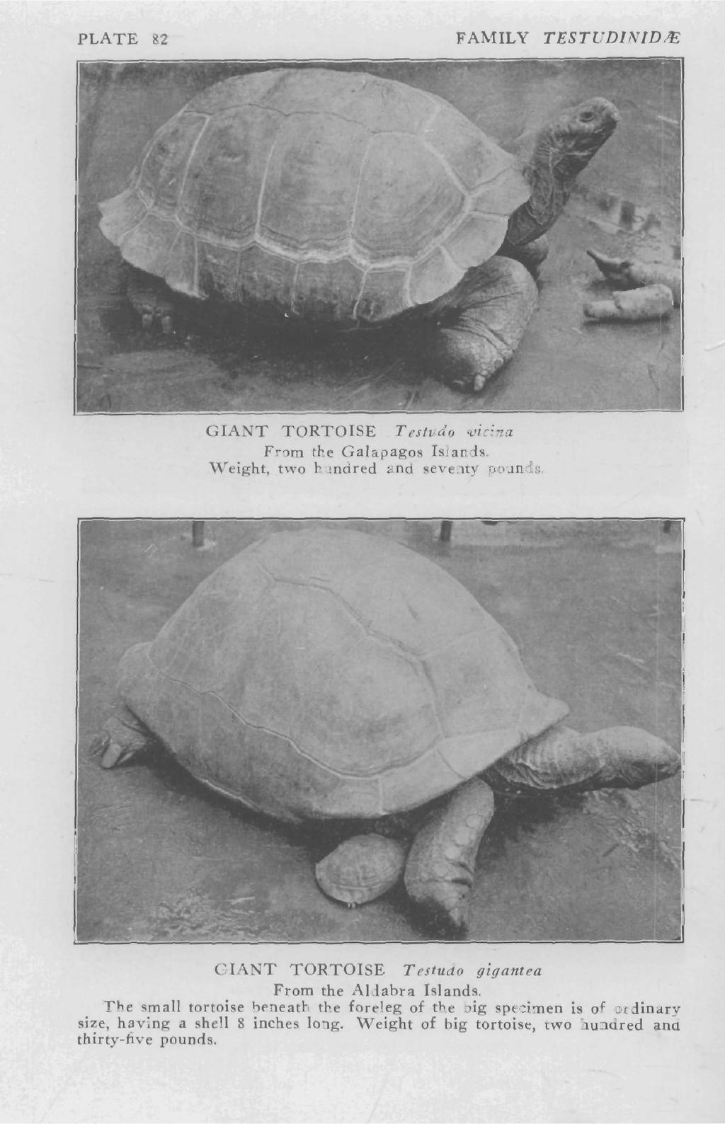 PLATE 82 FAMILY TESTUDINIDIE GIANT TORTOISE Testudo vicina From the Galapagos Islands. 'Veight, two hundred and seventy pounds.