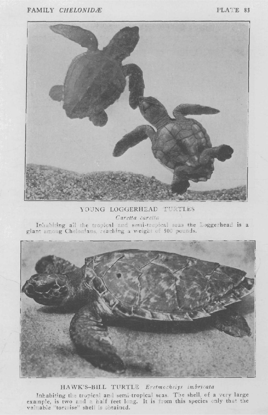 FAMILY CHELON/DIE PLATE 83 YOUNG LOGGERHEAD TURTLES Caretta caretta Inhabiting all the tropical and semi-tropical seas the Loggerhead is a giant among Chelonians. reaching a weight of 500 pounds.