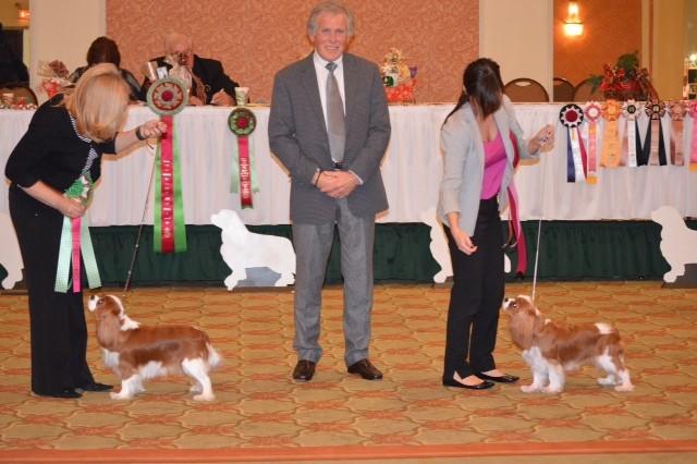 Cavalier Candids & Brags Becca (CH Mimric Buffalo Gal) had a great weekend in
