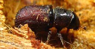 The Valley Voice Page 3 The Unwanted Guest According to Deborah Geisinger, Certified Arborist, the Pine Bark beetle is not actually foreign to our area, but a native to it.