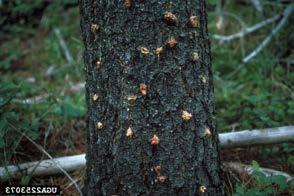 The bottom six feet down to the roots of the tree is attacked by the Turpentine beetle, with its gooey copper colored to white pitch. The tops of the trees are affected by the Engraver or ITS beetle.