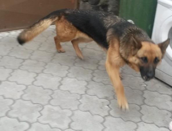 Subject 7. Subject 8. A German shepherd female (Foxy) 6 years old. The following serotonin values were registered: at moment 0, 261.3 ng / ml, at M1, the value was of 145.05 ng / ml, and at M2 181.