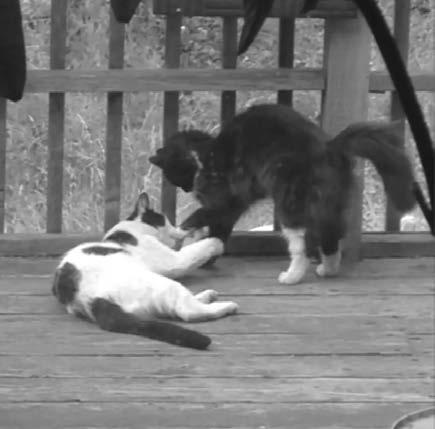 Oreo promptly disappeared, and when she returned several weeks later she had four black and white kittens in tow.