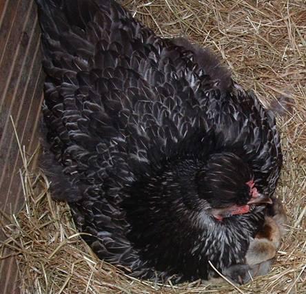 The eggs have to be kept under good conditions. Best is a temperature of 10 to 15 degrees and they have to be turned several times a day, just like the broody would do.