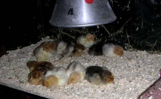 The chicks will soon imitate mother in drinking and eating. The hen can, for this first period, also eat normal chick food. Best is to leave the hen with her chicks by themselves.