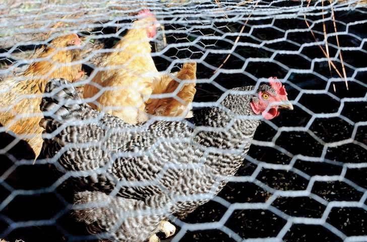 United Poultry Concerns www.upc-online.
