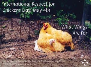 International Respect for Chickens Day
