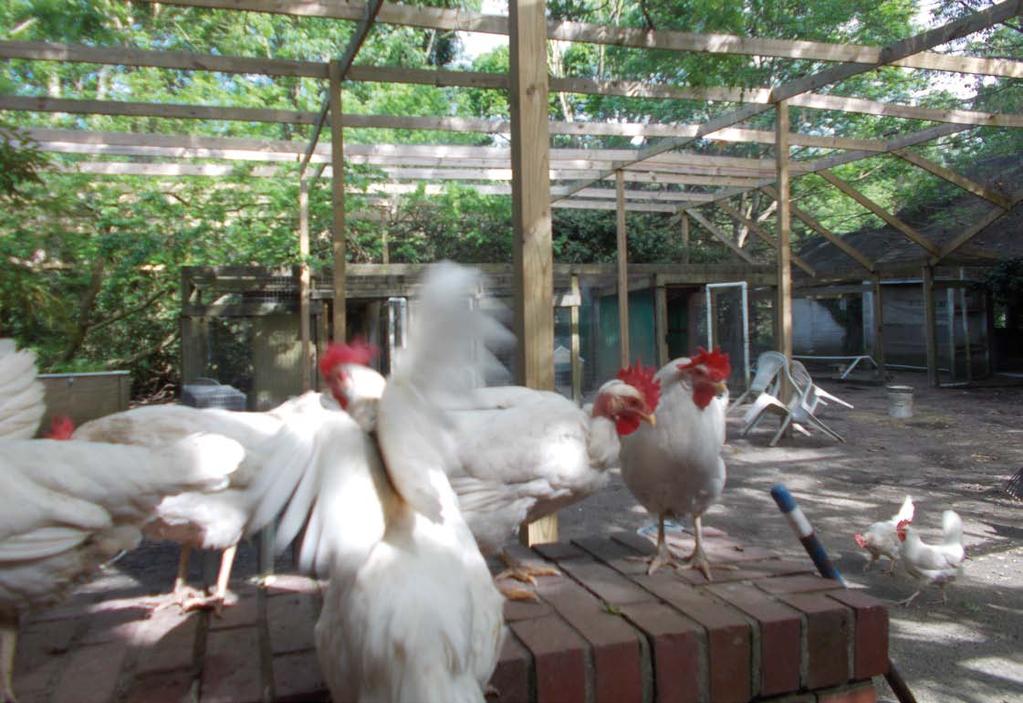United Poultry Concerns, Inc. P.O. Box 150 Machipongo, VA 23405-0150 Non-Profit U.S. Postage PAID Rockville, MD Permit # 4297 INSIDE Backyard Chickens Yes or No?