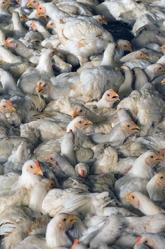 Volume 26, Number 1 United Poultry Concerns www.upc-online.