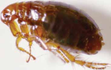 It s Flea Season!! Many of you may disagree with the title of this article!