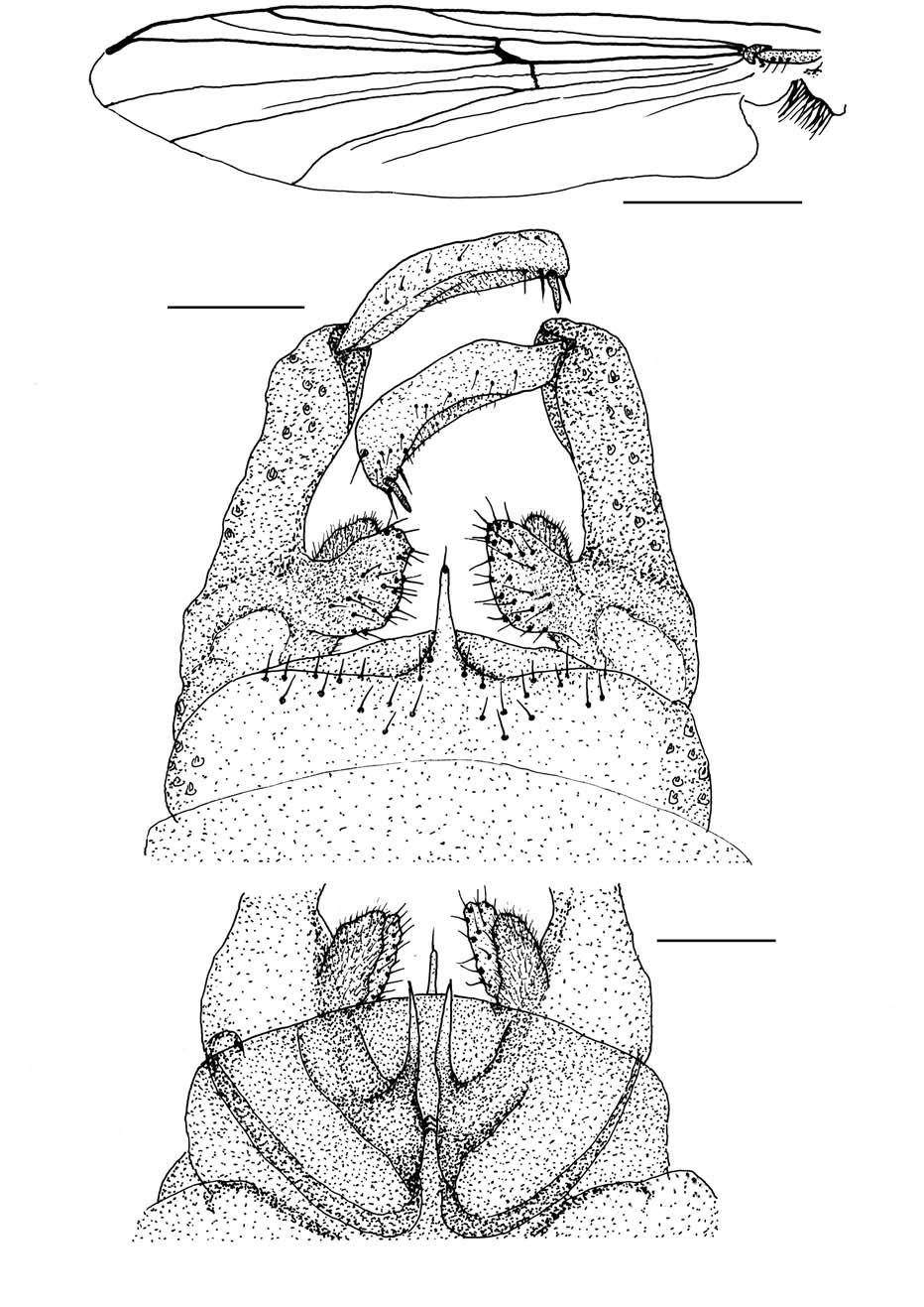 Fauna of Non-biting Midges from Soyang River Fig. 6. Monodiamesa bathyphila (Kieffer, 98) (Male).
