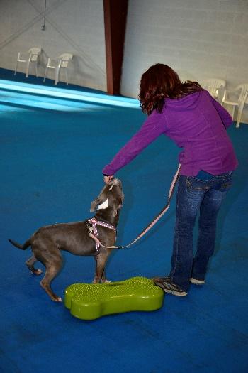 Service Dog Task Training Service Dog Task Training is the seventh step to training any dog in our program.