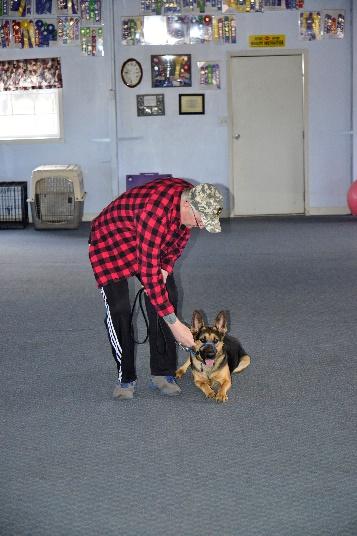 Dogs that have completed AKC CGCU (Community Canine) tests and are in training to be a service or therapy dog.