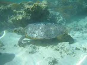 Marine Turtles Historical report